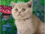 Chaton femelle British Shorthair LOOF à réserver