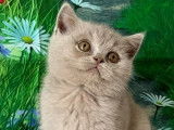 Chaton femelle British Shorthair LOOF à réserver