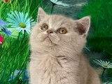 Chaton femelle British Shorthair LOOF à réserver