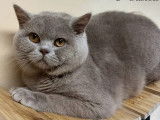 Chaton femelle British Shorthair LOOF à réserver