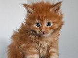 Chatons Maine Coon LOOF à vendre