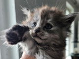 Chatons Maine Coon LOOF à vendre