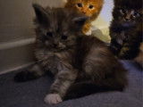 Chatons Maine Coon LOOF à vendre