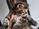 Chatons Maine Coon LOOF à vendre