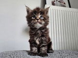Chatons Maine Coon LOOF à vendre