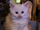 Chatons Maine Coon LOOF à vendre