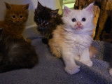 Chatons Maine Coon LOOF à vendre