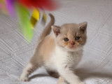 À réserver, 1 chaton British Shorthair (LOOF)