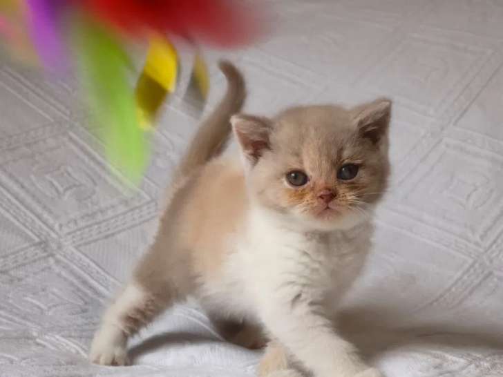 À réserver, 1 chaton British Shorthair (LOOF)
