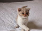 À réserver, 1 chaton British Shorthair (LOOF)