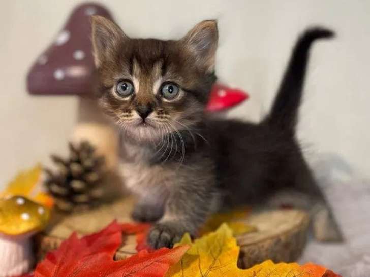 5 chatons Munchkin à réserver (LOOF)