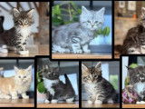 7 chatons Maine Coon disponibles à la vente (LOOF)