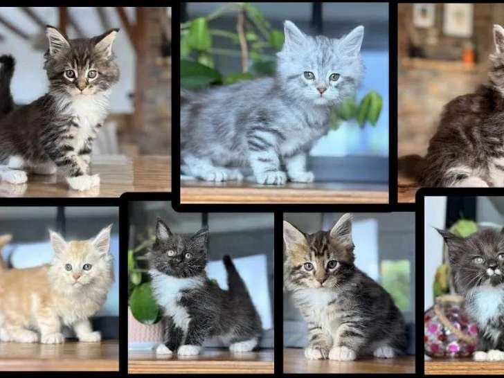 7 chatons Maine Coon disponibles à la vente (LOOF)