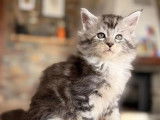 7 chatons Maine Coon disponibles à la vente (LOOF)