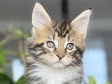 7 chatons Maine Coon disponibles à la vente (LOOF)