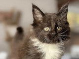 7 chatons Maine Coon disponibles à la vente (LOOF)