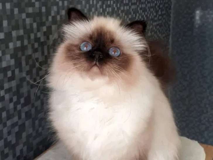 Chat femelle Sacré de Birmanie LOOF à vendre