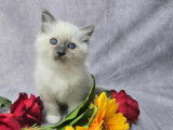Chaton mâle Sacré de Birmanie disponible à la réservation (LOOF)