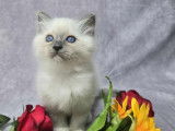 Chaton mâle Sacré de Birmanie disponible à la réservation (LOOF)