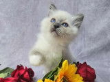 Chaton mâle Sacré de Birmanie disponible à la réservation (LOOF)