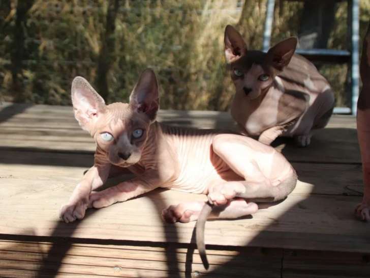 1 chaton femelle Sphynx LOOF à vendre