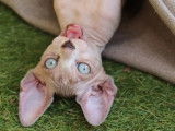 1 chaton femelle Sphynx LOOF à vendre