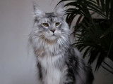 Chat femelle adulte Maine Coon black silver tortie disponible à l’achat (LOOF)