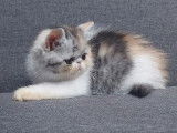 1 chaton femelle Exotic Shorthair LOOF à vendre