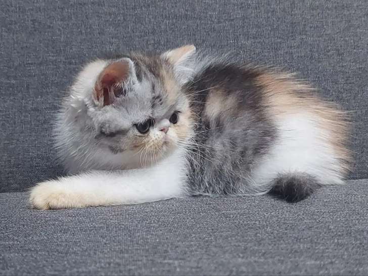 1 chaton femelle Exotic Shorthair LOOF à vendre