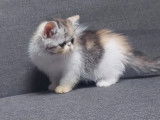 1 chaton femelle Exotic Shorthair LOOF à vendre