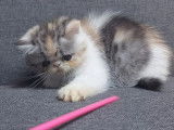 1 chaton femelle Exotic Shorthair LOOF à vendre
