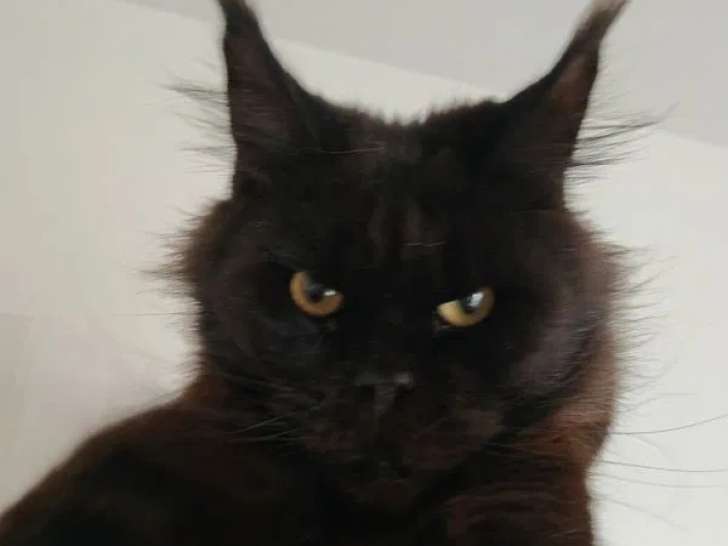 Chat adulte femelle Maine Coon à réserver (LOOF)