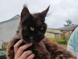 Chat adulte femelle Maine Coon à réserver (LOOF)