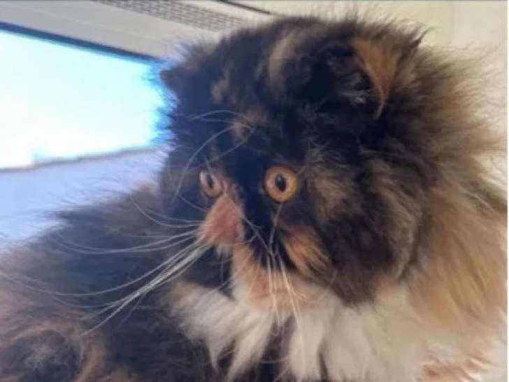 Chattes adultes Persan disponibles à la vente (LOOF)