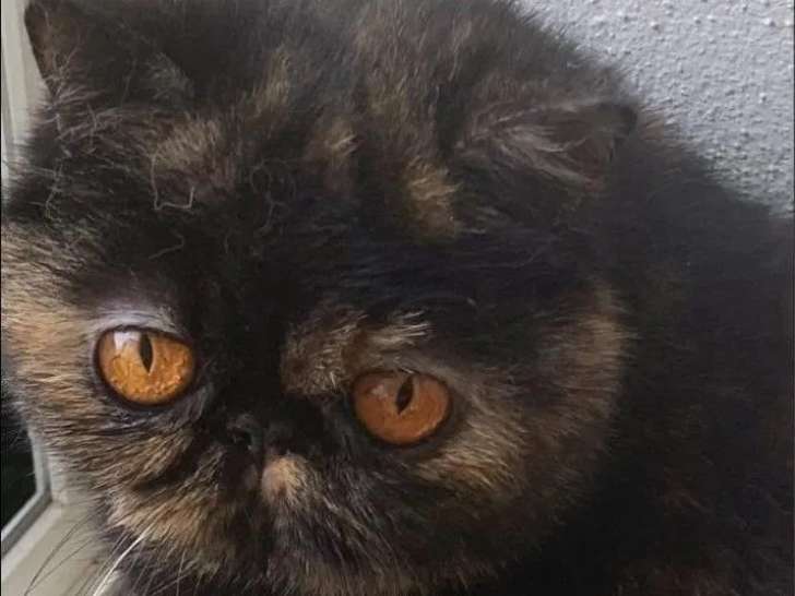 Chats femelles Exotic Shorthair à vendre (LOOF)