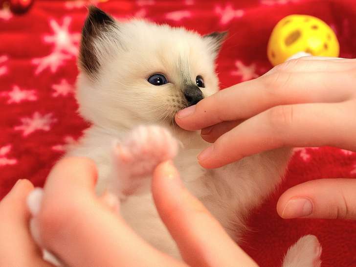 Chatons Sacré de Birmanie LOOF à vendre