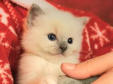 Chatons Sacré de Birmanie LOOF à vendre