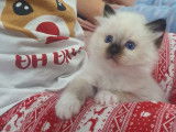Chaton Sacré de Birmanie LOOF à vendre