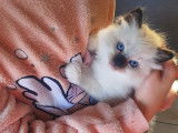 Chaton Sacré de Birmanie LOOF à vendre