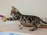 Chatons Bengal LOOF à vendre