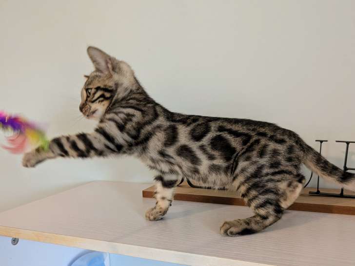 Chatons Bengal LOOF à vendre