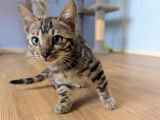 Chatons Bengal LOOF à vendre