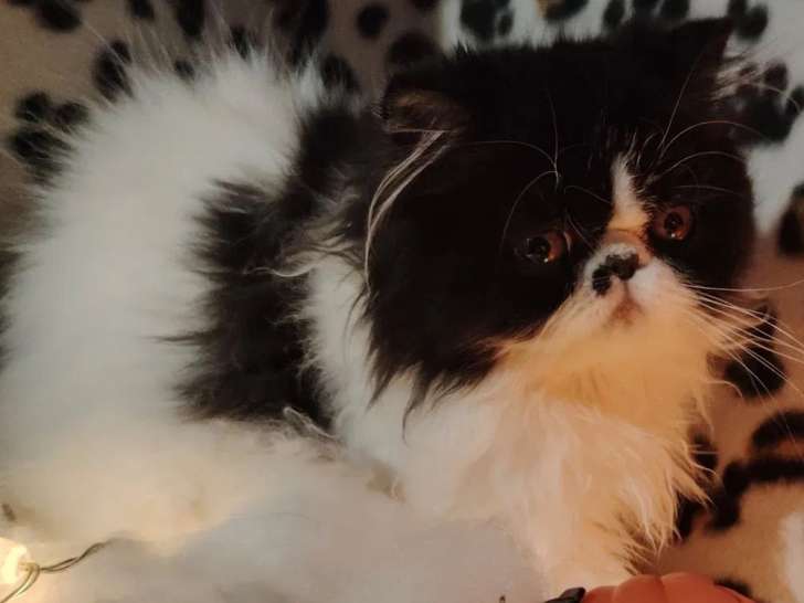 1 chaton femelle Persan noir et blanc disponible à la vente (LOOF)