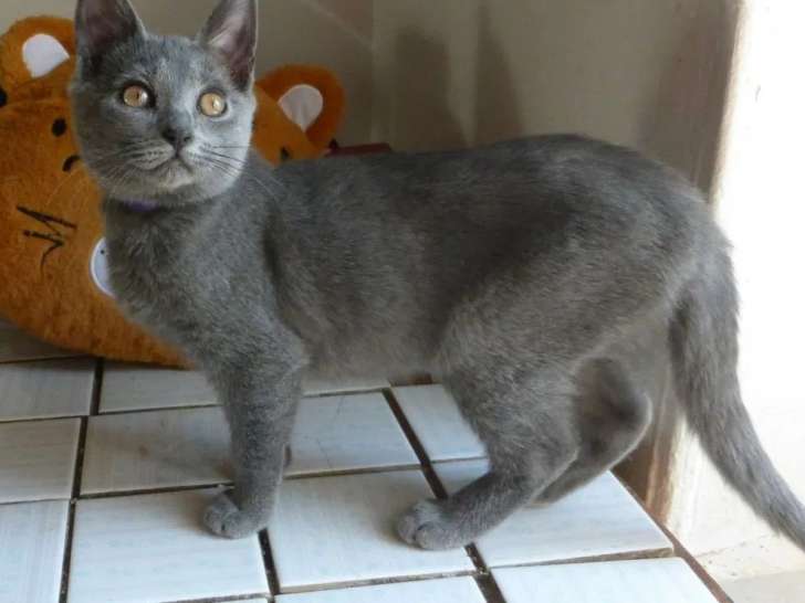 4 chatons Chartreux LOOF à vendre