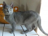 4 chatons Chartreux LOOF à vendre