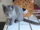 4 chatons Chartreux LOOF à vendre