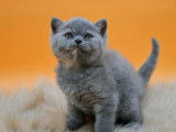 1 chaton mâle British Shorthair LOOF à vendre