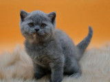 1 chaton mâle British Shorthair LOOF à vendre