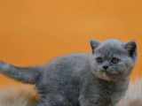 1 chaton mâle British Shorthair LOOF à vendre
