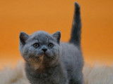 1 chaton mâle British Shorthair LOOF à vendre